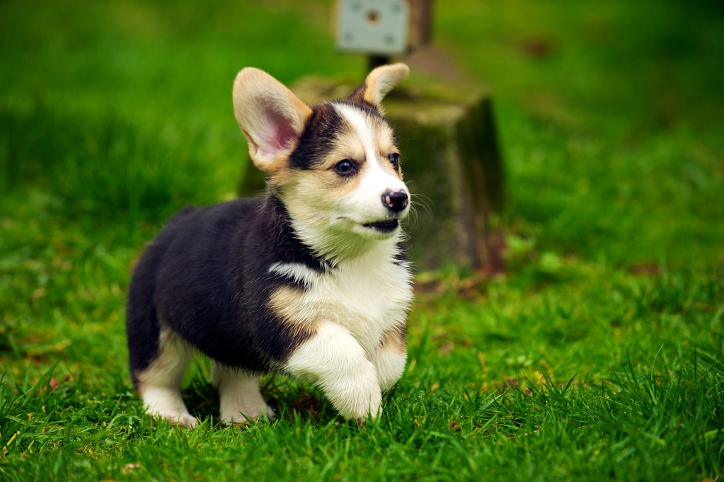 Corgi Puppies 25 | Daniel Stockman | Flickr