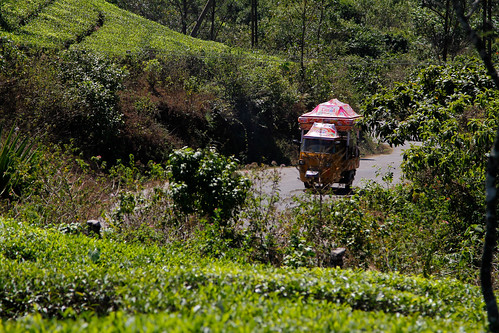 travel india holiday tourism nature outdoors landscapes tea culture kerala tee indien plantage