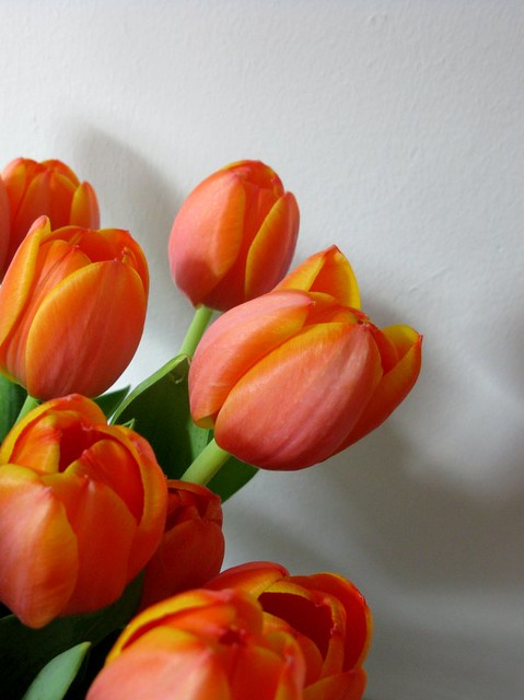 tulips at home (3)