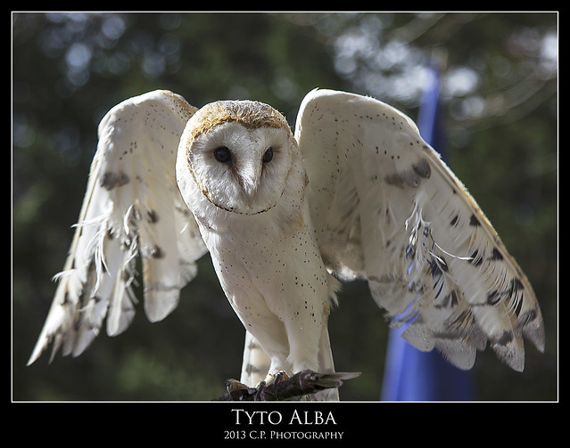 Tyto Alba