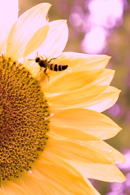 sunflower bee (14)