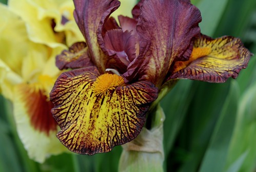 Iris nains horticoles 2012-2015 - Page 2 8666722004_9ac9747daf