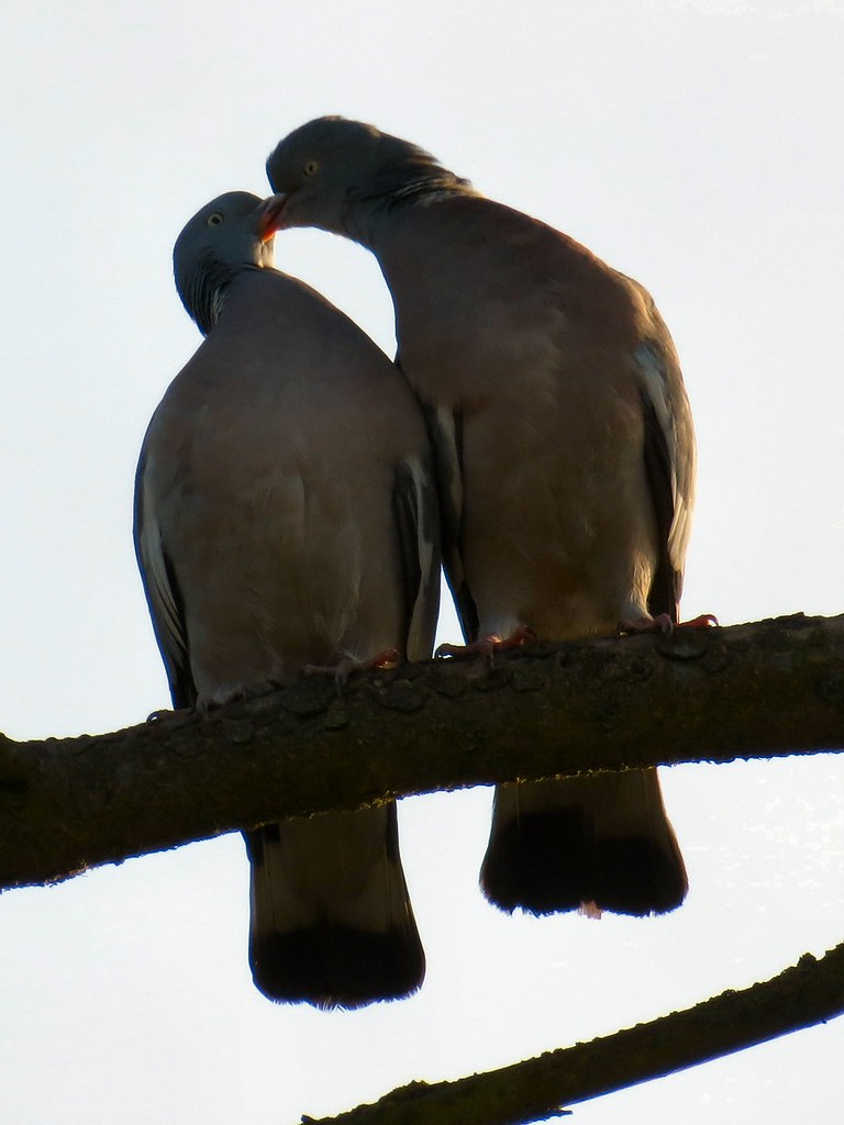 Wood Pigeons These Monogamous Birds Strengthen Their Bondi Flickr wood-pigeons-these-monogamous-birds-strengthen-their-bondi-flickr