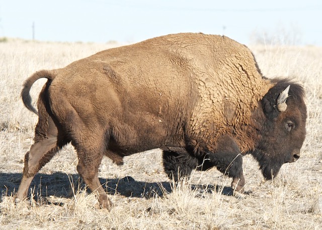 Male Bison/Buffalo at Rocky Mountain Arsenal National Wildlife Refuge