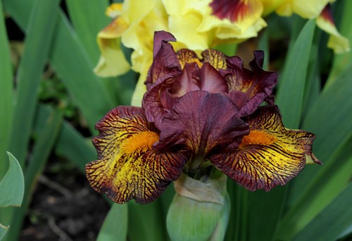 Iris nains horticoles 2012-2015 - Page 2 8665618667_e6b382f2d6