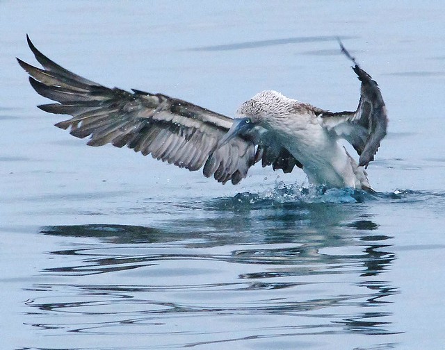 Blue-footed Booby Hitting The Water