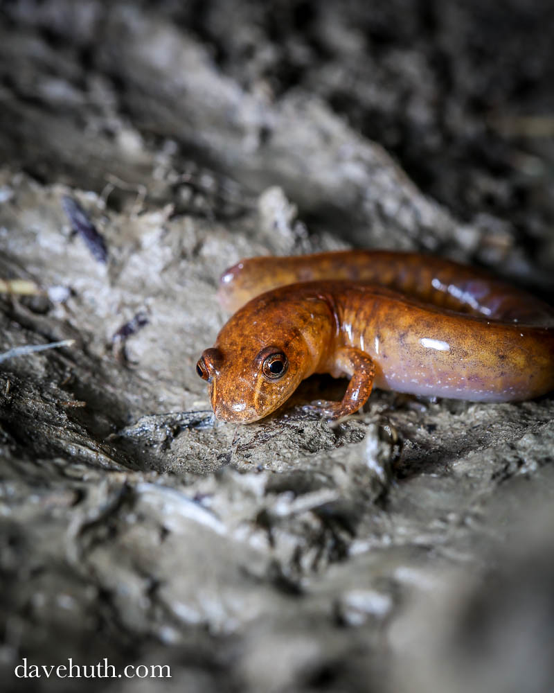 Spring Salamander (Gyrinophilus porphyriticus) - juvenile