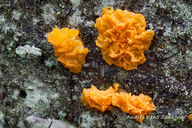 Witch's Butter (Dacrymyces palmatus) (6 of 12)