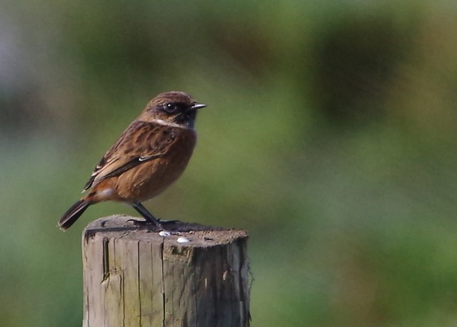 IMGP8751 Stonechat, Rye Meads, October 2013