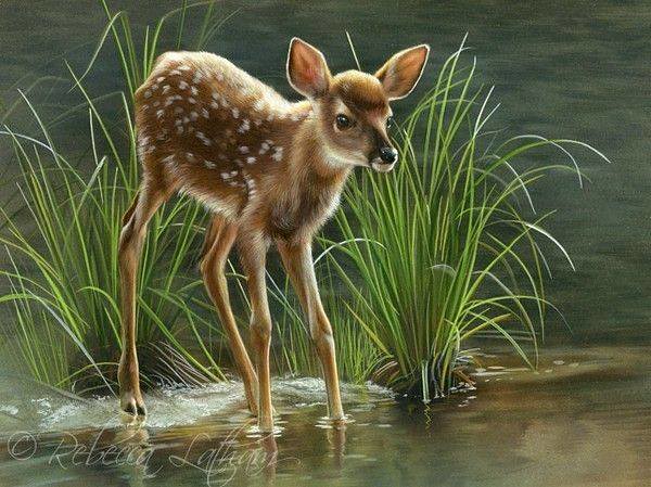 Water's Edge - Fawn, 5in x 7in, opaque and transparent watercolor on board, ©Rebecca Latham Hope you enjoy! ..share if you like. #art #painting #miniatureart #watercolor #realism #wildlifeart #wildlife #artoftheday #handpainted