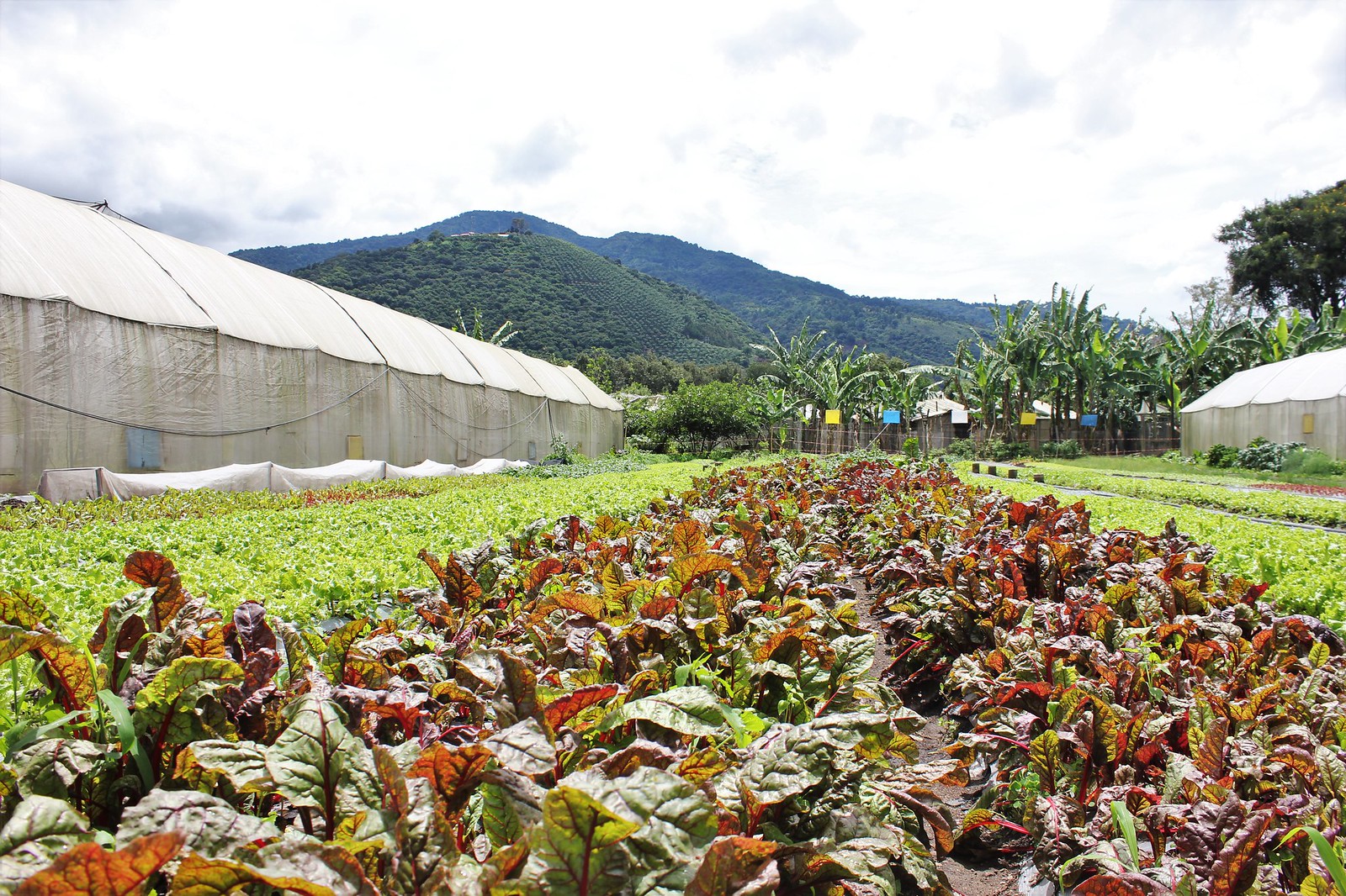 Caoba Farms