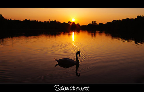 sunset lake reflection water silhouette swan explore wiltshire somerford