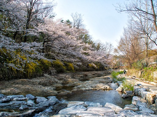 tree water landscape spring asia stream university path korea national seoul cherryblossoms southkorea snu gwanaksan tumblr 서울 한국 벚꽃 관악산 나무 봄 서울대