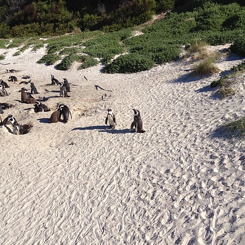Boulders penguin colony