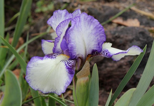 Iris nains horticoles 2012-2015 8665604785_21069b934a