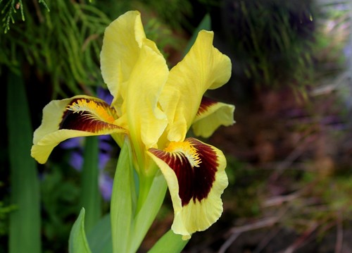 Iris nains horticoles 2012-2015 - Page 2 8665624355_5a84c2a9e2