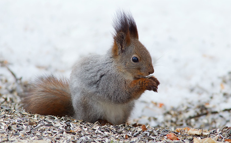 Northern Red Squirrel
