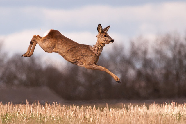 Jumping Roe Deer
