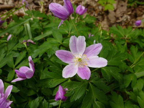 Pink wood anemones You get these occaisionally - they are a common variation.