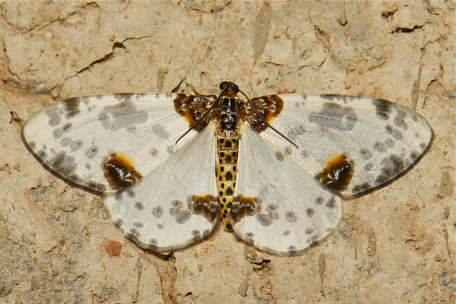 Geometrid Moth (Abraxas sp., Ennominae, Geometridae)