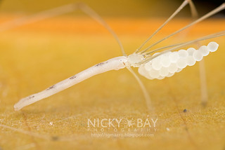 Daddy Long Legs Spider (Leptopholcus borneensis) - ESC_0143