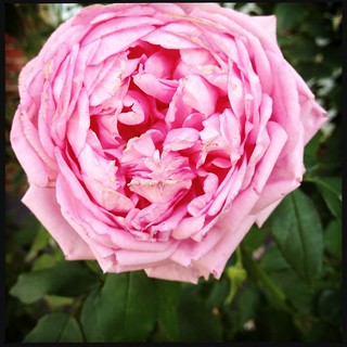 Roses #garden #rose | r.r.rexie | Flickr