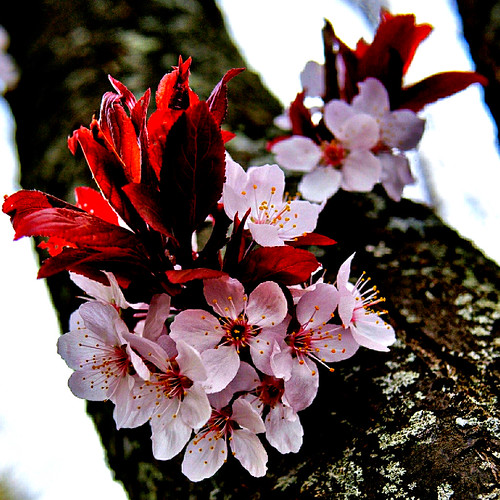 macro closeup treebark plumtree plumblossoms newleaves springblossoms macroflower glastonburyconnecticut pjddigipic