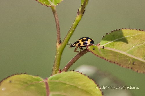 Fourteen-spotted Lady Beetle (Propylea quatuordecimpunctata)