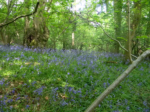 Bluebells Gerrards Cross to Cookham In the woods past point[3]