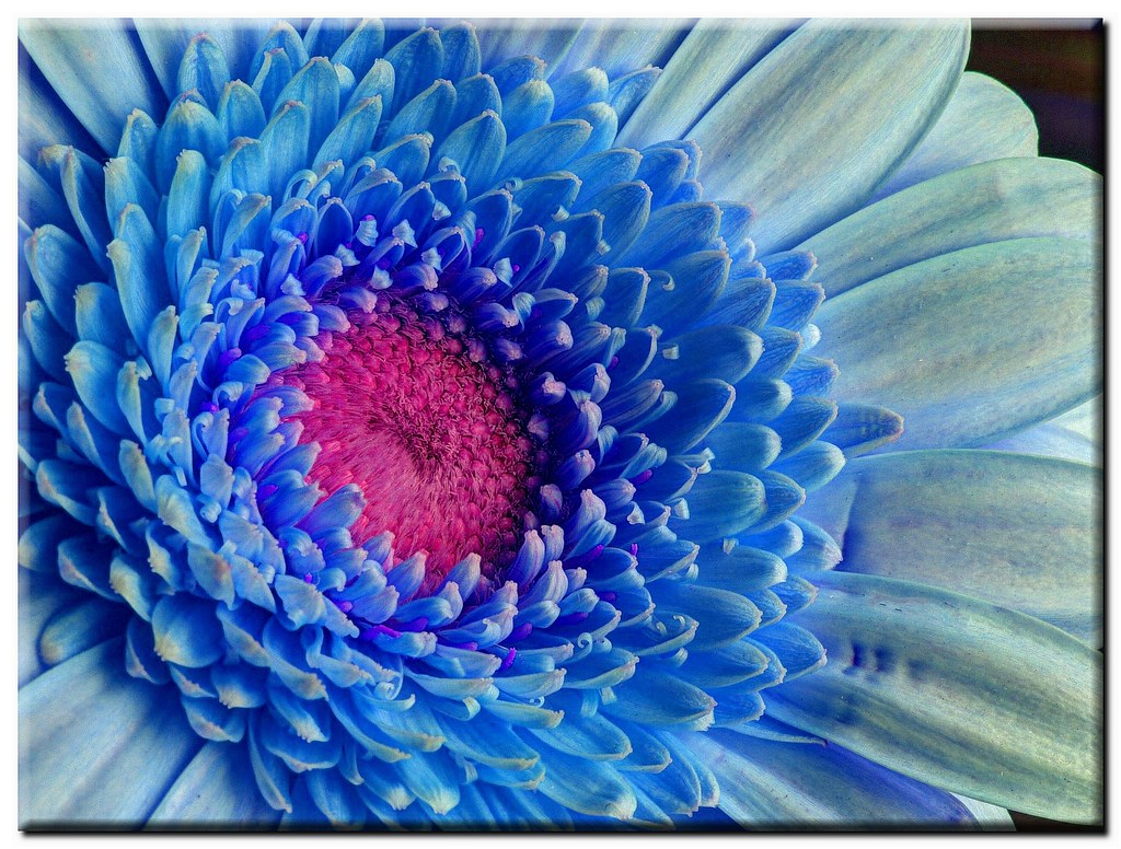 flickr: pink & blue | easy old flickr test it! m.flickr.com/… | Flickr
