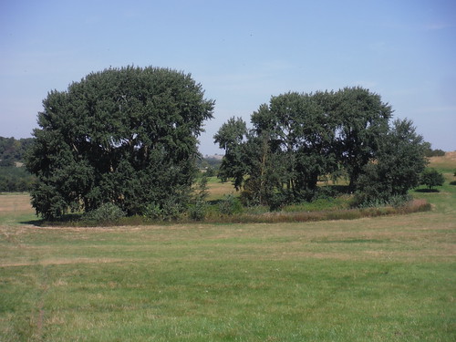 Clump of Trees around Pond, Upper Winchenden, Waddesdon Estate SWC 192 Haddenham to Aylesbury (via Waddesdon) 