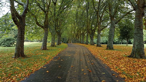 trees tree autumn london uk planetree gladstonepark neasden park