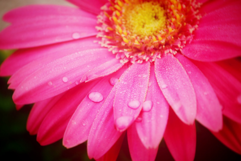Pink Daisy with water-72