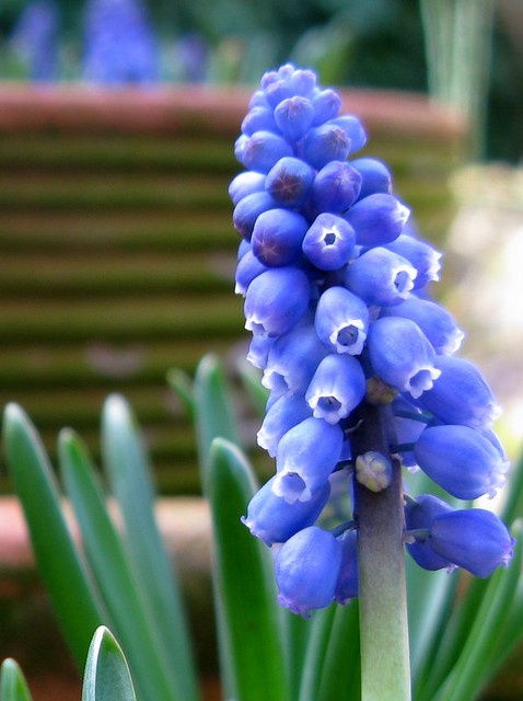 grape hyacinth (2)