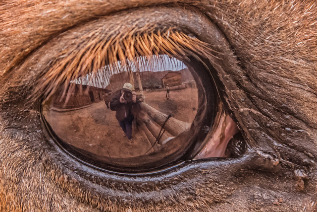 in a horse's eye - explore