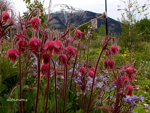Canmore Roadside Colours | by altamons