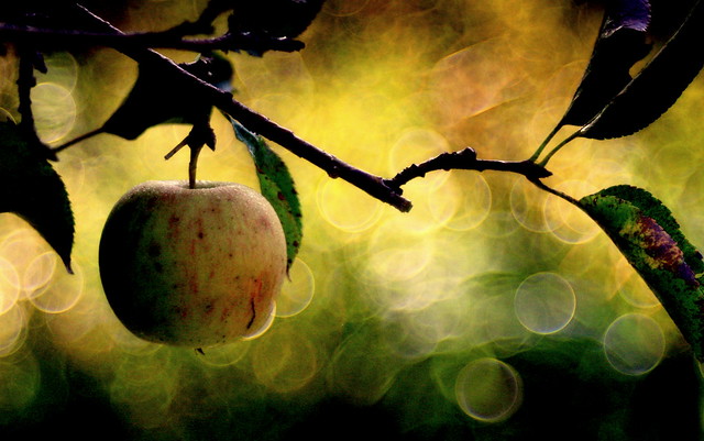 One Apple a Day... (in explore 14.09.2016)