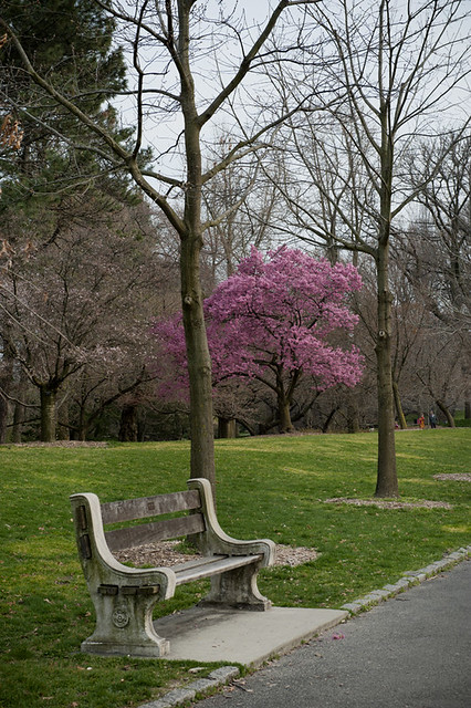 Bench and cherry tree at Brooklyn Botanic Garden, Brooklyn, NY
