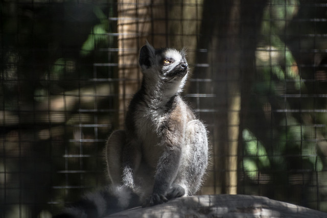 Lemur in the Light