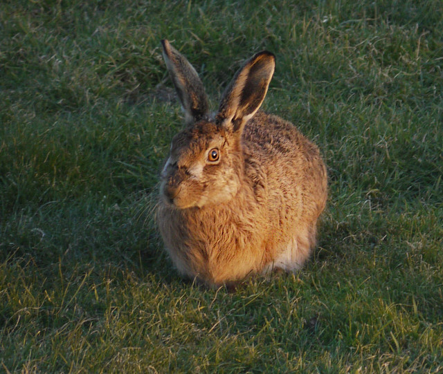 hare at sunset