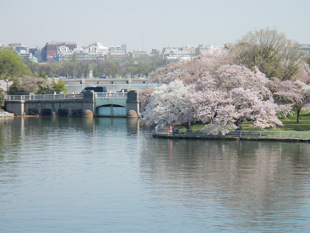 Cherry Blossoms by the Tidal Basin