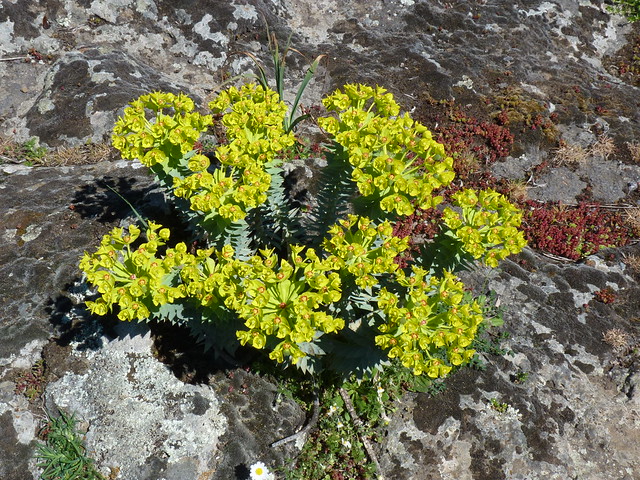 Maletto (Ct) - Euphorbia rigida (Gopher Spurge or Upright Myrtle Spurge)
