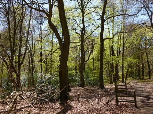 Wendover woods in late April 