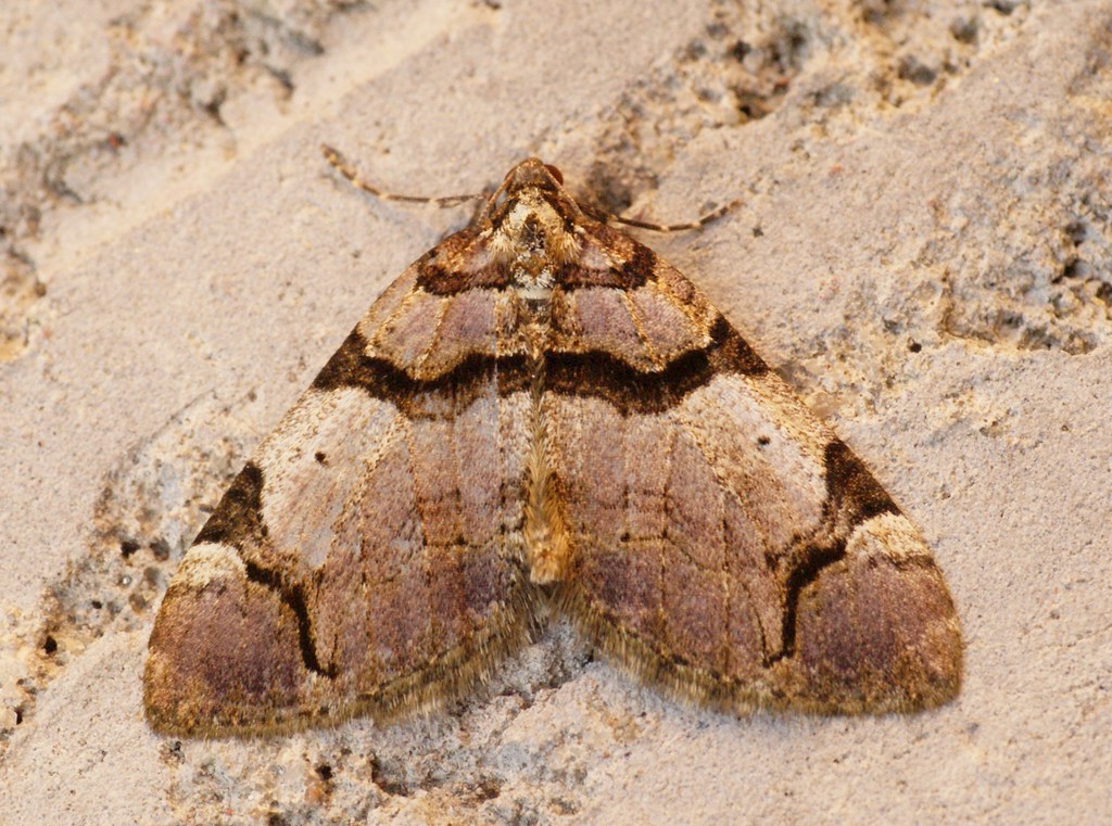 [1747] The Streamer (Anticlea derivata) | Catch Report - 01-… | Flickr