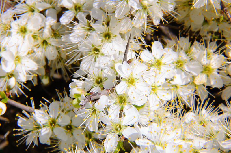 Mass of blackthorn flower in hedge