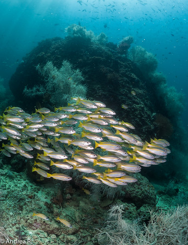Snappers | by and_reni