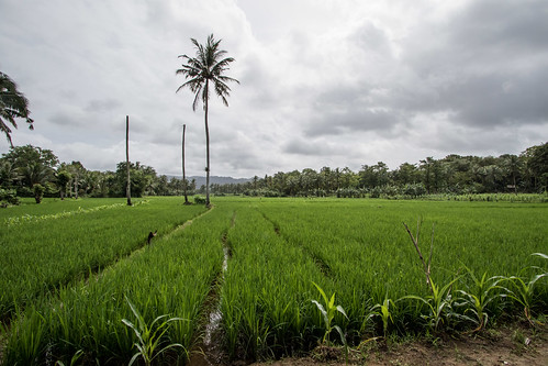 rice field taman jaya palm tree paddy paddies crops farming agriculture sumur banten indonesia