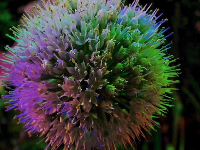 Red Onion Allium Flower Ball At Night <<>> IMG_0107 - Version 2