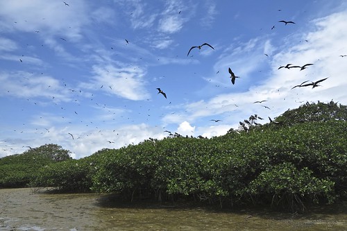 Isla de las aves, Tumbes, Perú | Aves y manglares, de la Isl… | Flickr