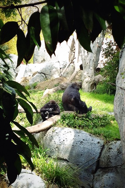 Gorillas.